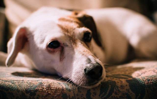 Piodermite Cane Sintomi Cause E Trattamento Mondopets It