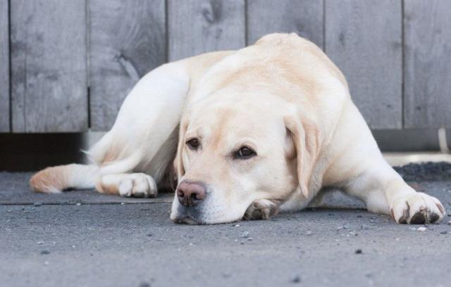 Tumori Cane Cause Sintomi Cure E Prevenzione Mondopets It