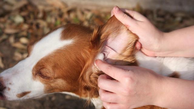 Cane Si Gratta Le Orecchie Cosa Fare Mondopets It