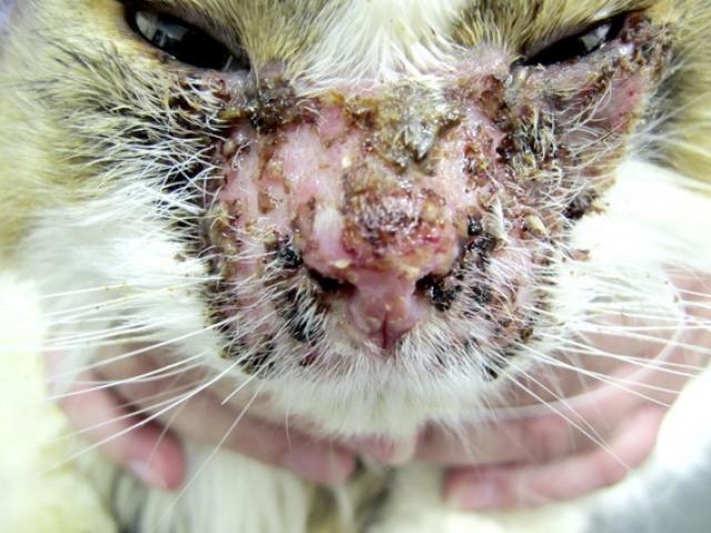 Dermatite atopica (atopia) nel Gatto Mondopets.it
