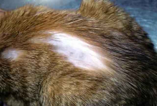 Alopecia Nel Gatto Mondopetsit