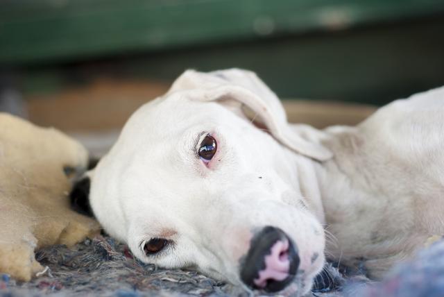 Sintomi E Trattamento Dellascite Nel Cane Mondopetsit