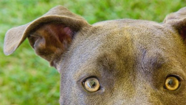 Ittero Nel Cane Cause E Trattamento Mondopetsit