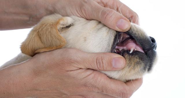 Dentifricio Per Cani Alcuni Consigli Mondopetsit