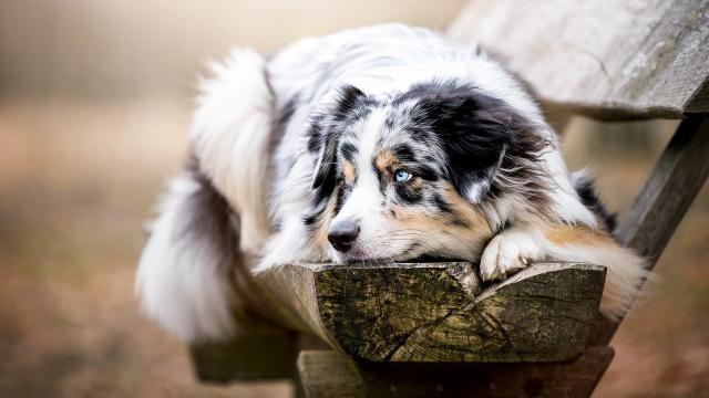 6 Cani Con Gli Occhi Azzurri Mondopetsit