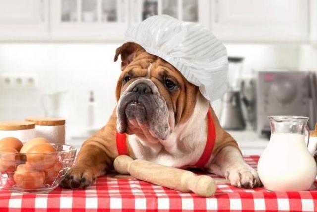 Il Cane Può Mangiare Fegato Mondopetsit