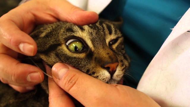 Tumore Al Fegato Nel Gatto Sintomi E Cure Mondopetsit