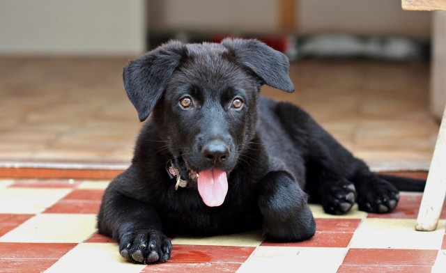 Il Cane Può Mangiare Fegato Mondopetsit