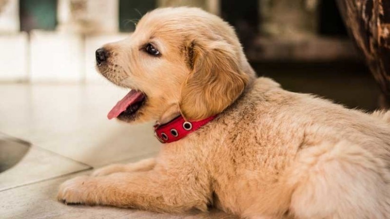 Calcoli Biliari Nel Cane Cause Sintomi E Trattamento