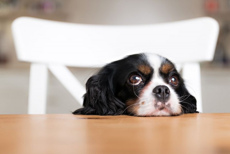 Malattia Di Rubarth Nel Cane Sintomi E Trattamento Dell