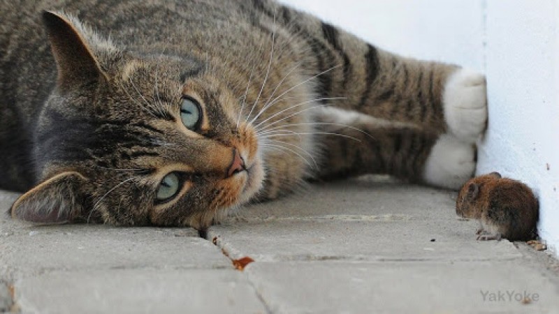 Il Mio Gatto Ha Mangiato Un Topo Cosa Fare