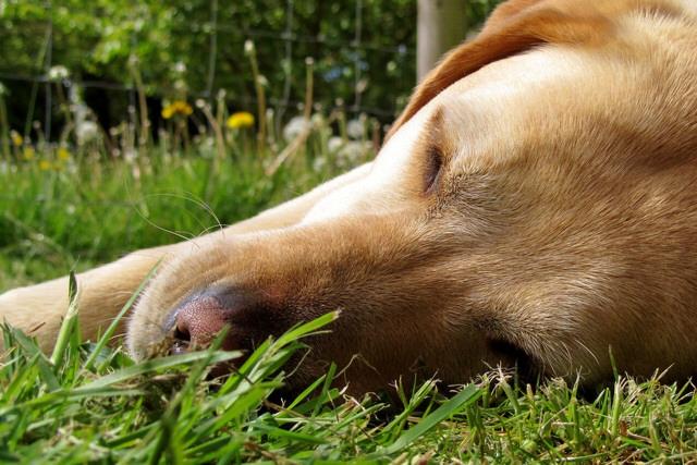 Tumore Al Fegato Nel Cane Sintomi E Cure Mondopetsit