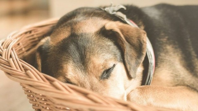 Cancro Nel Cane Alcuni Consigli Mondopetsit