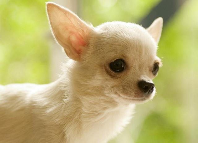 Chihuahua: Caratteristiche E Carattere | Mondopets.it