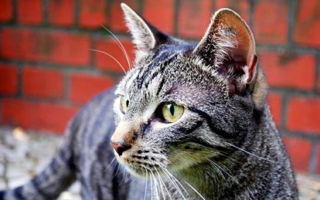 Tumori Più Comuni Nel Gatto Mondopetsit